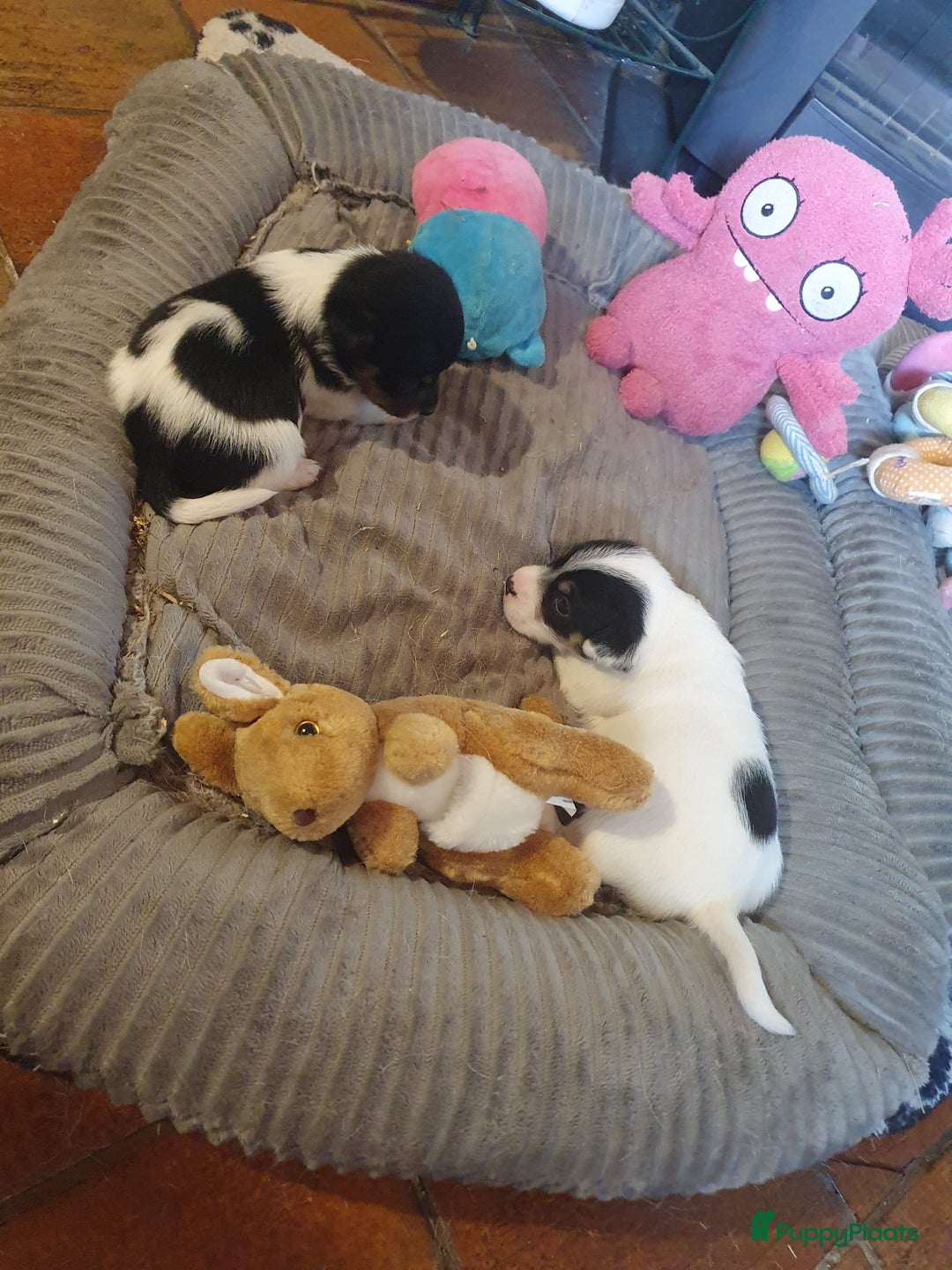 Jack Russel Terriër honden te koop: Lieve ruwharige JACK RUSSELTJES Laagbenig, dď - Afbeelding 10