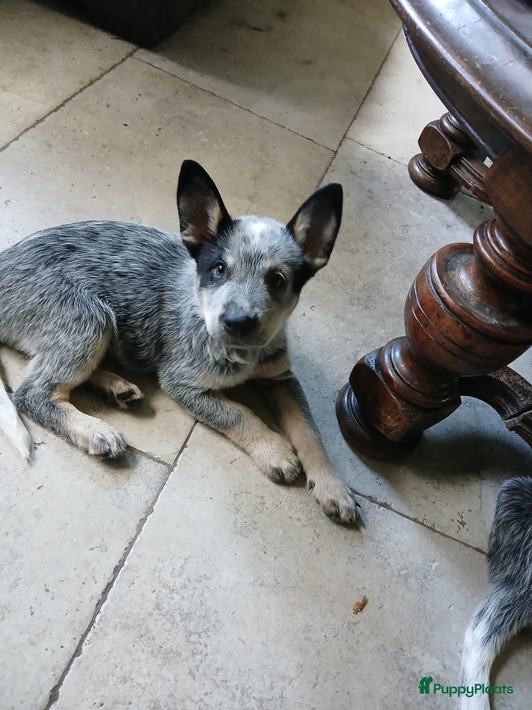 Australian Cattle Dog honden te koop: Australian cattle dog pups  - Afbeelding 4