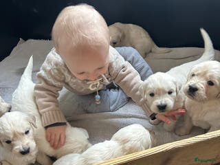 Golden Retriever honden Golden retiever pups - Advertentie 15