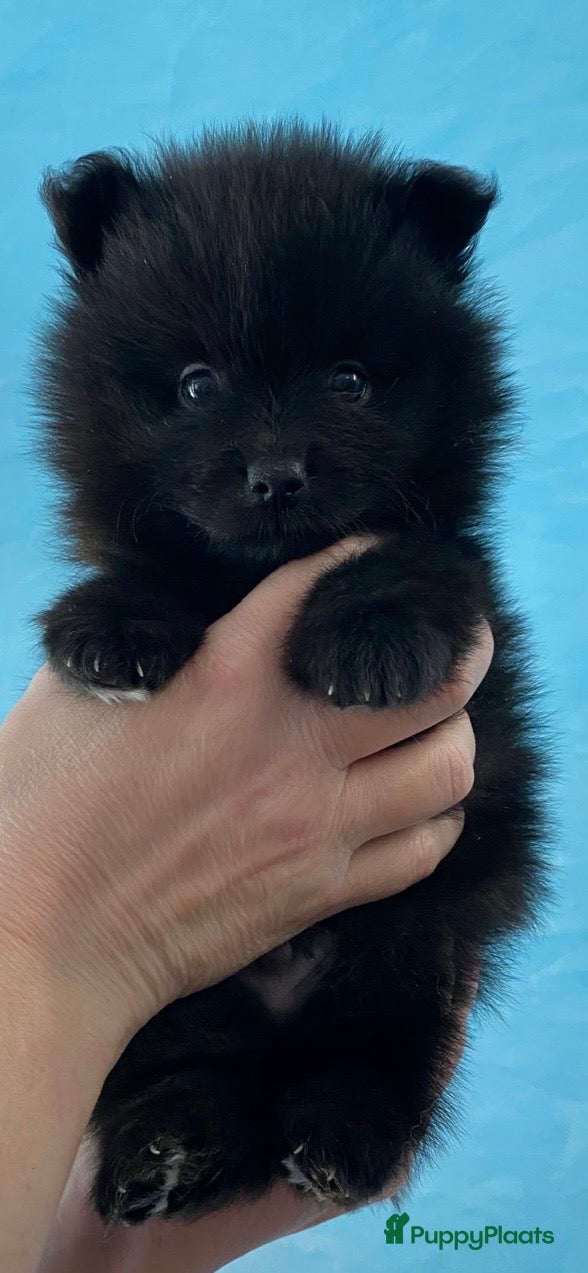 Pomeriaan honden 5 Prachtige Pomeriaan/dwergkees pups.🩵🩷 - Advertentie 15
