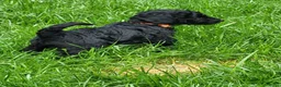 Poedel honden te koop: Poedel/Middenslag pups - Advertentie 4
