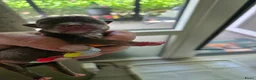 Chihuahua honden te koop: Choco tan  - Advertentie 4