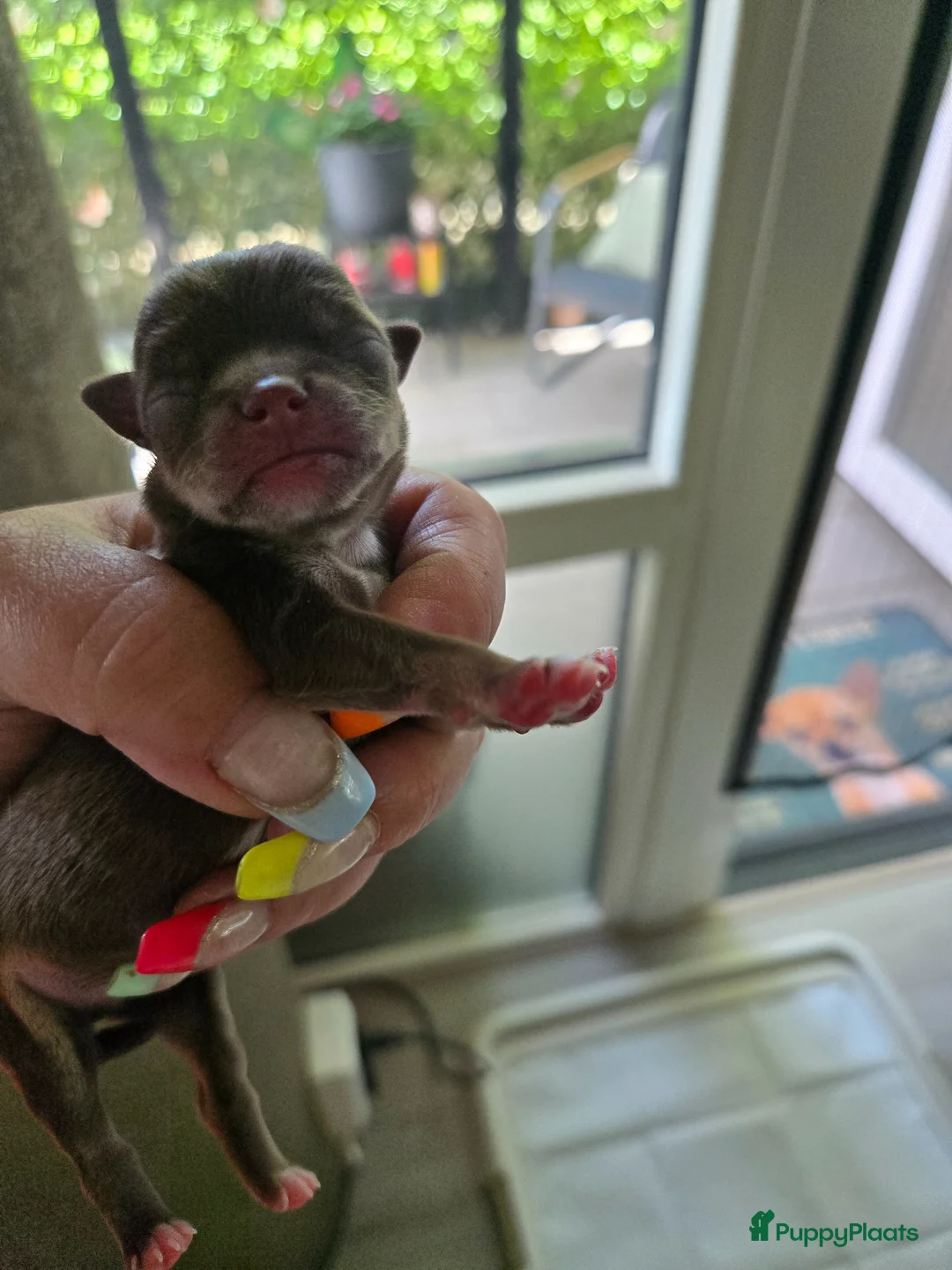 Chihuahua honden te koop: Choco tan  - Advertentie 4