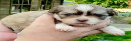 Boomer honden te koop: Boomerpups - Advertentie 15