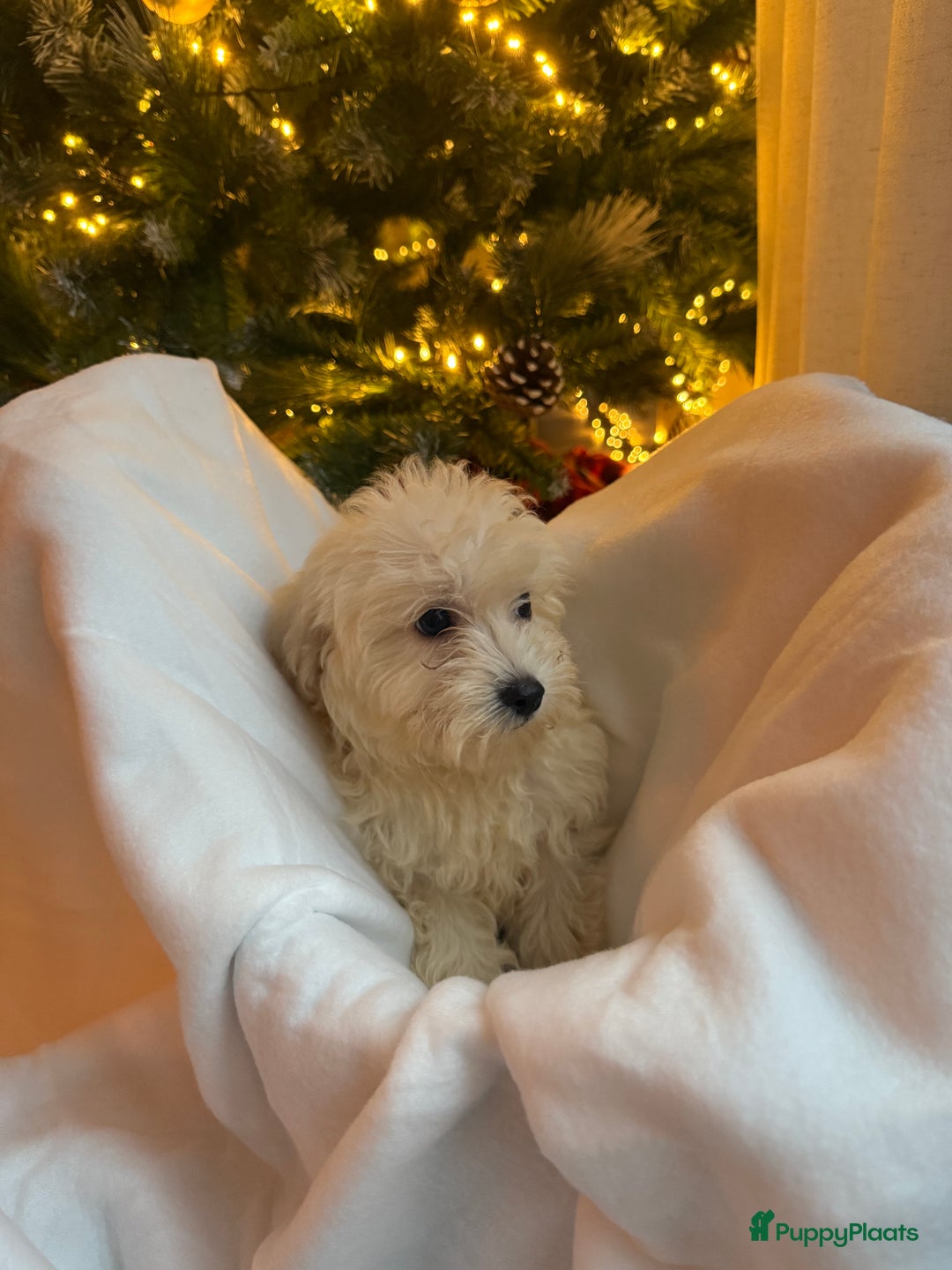 Maltipoo honden te koop: Mini Maltipoo Pups – Premium F1 - Advertentie 7