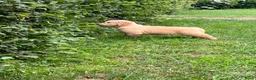 Golden Retriever honden te koop: Prachtige golden retriever pups (geteste ouders) - Advertentie 4