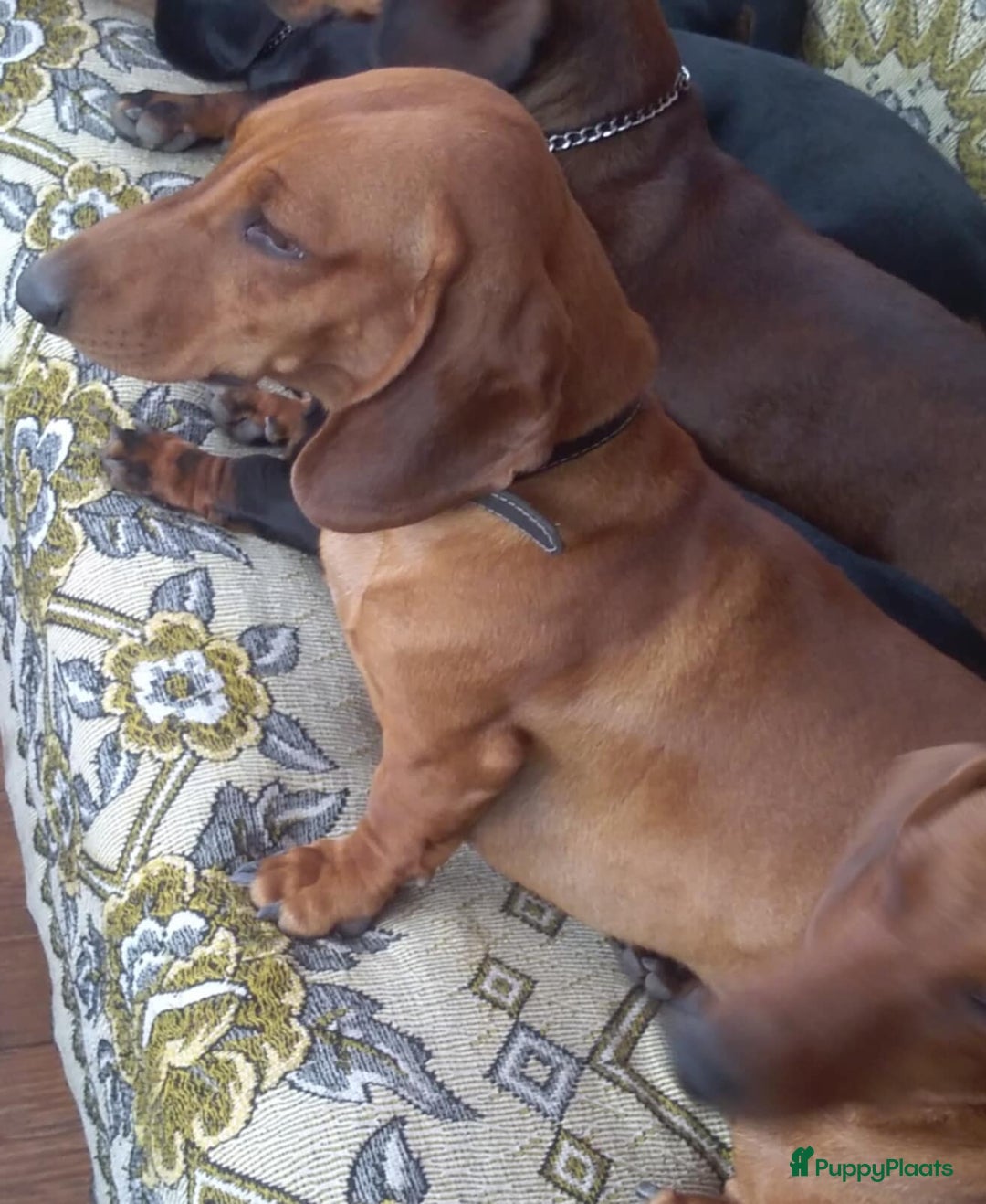 Teckel (korthaar)  honden te koop: Prachtige kortharige teckel pups reu  - Advertentie 6