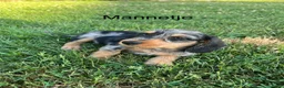Kruising honden te koop: Dwerg teckel pupjes  - Advertentie 1