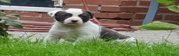 Kruising honden te koop: Border Collie Kruising pups  in Onstwedde - Advertentie 23