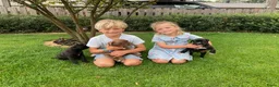 Cane Corso honden te koop: Cane Corso - Advertentie 10