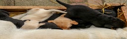 Labrador Retriever honden te koop: Prachtige sociale labrador pups te koop - Advertentie 16
