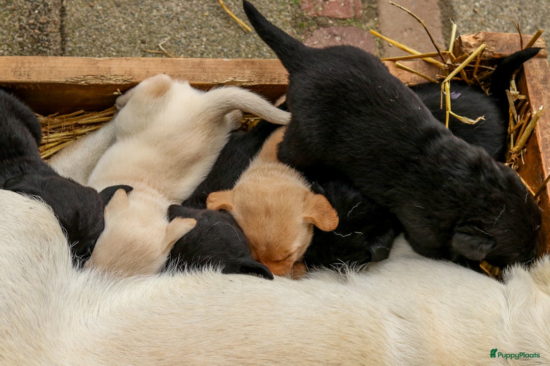 Labrador Retriever honden te koop: Prachtige sociale labrador pups te koop - Advertentie 16