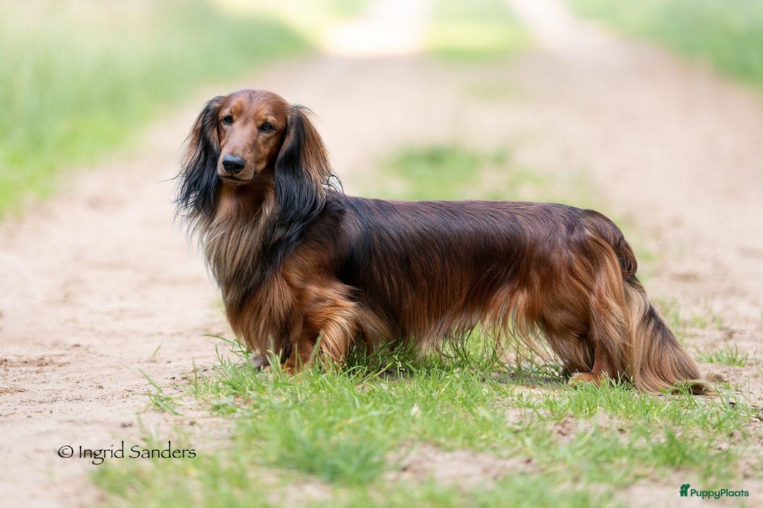 Teckel (langhaar) honden te koop: Eén pup beschikbaar Standaard langhaar teckel pups - Advertentie 17