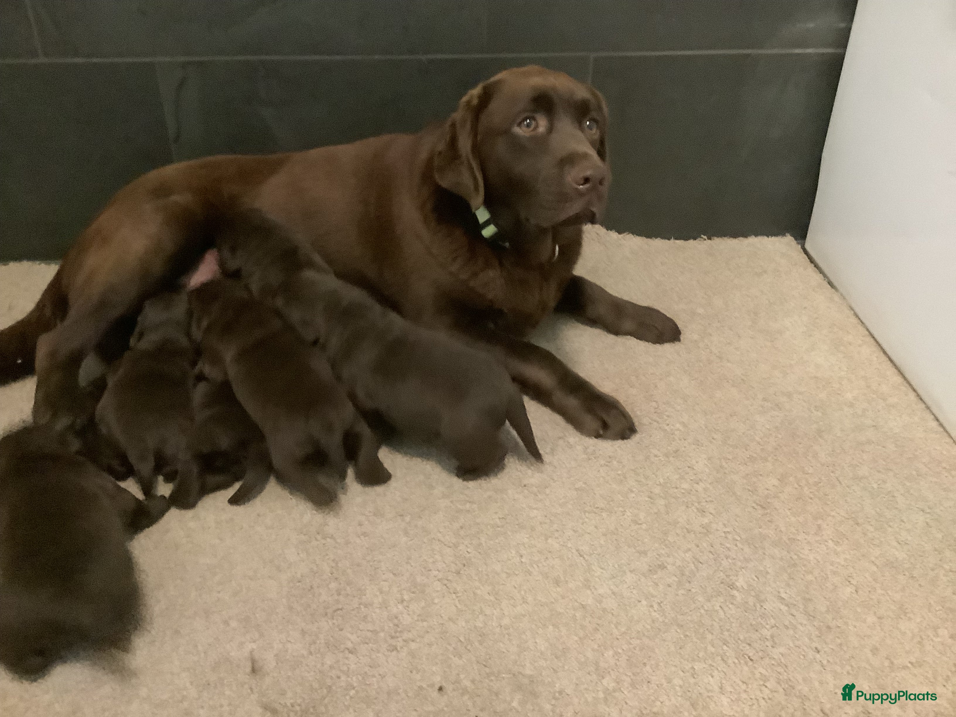 Labradors pups