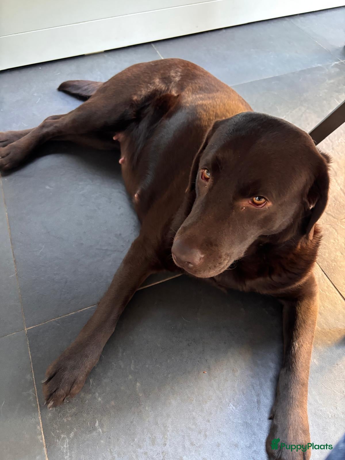 Labrador Retriever honden Chocolade bruine labrador pups geboren - Advertentie 3