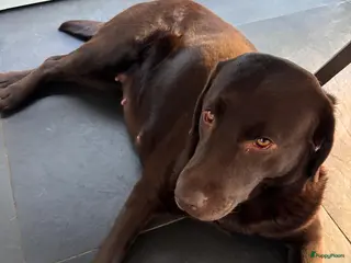 Labrador Retriever honden Chocolade bruine labrador pups geboren - Advertentie 3