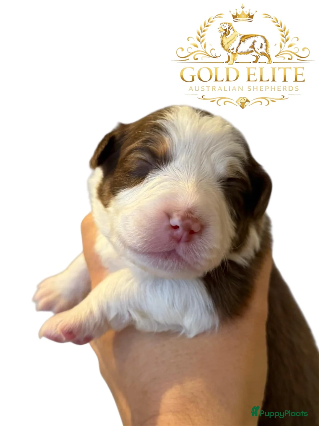 Australian Shepherd honden te koop: Australian shepherd pups puppy - Advertentie 2