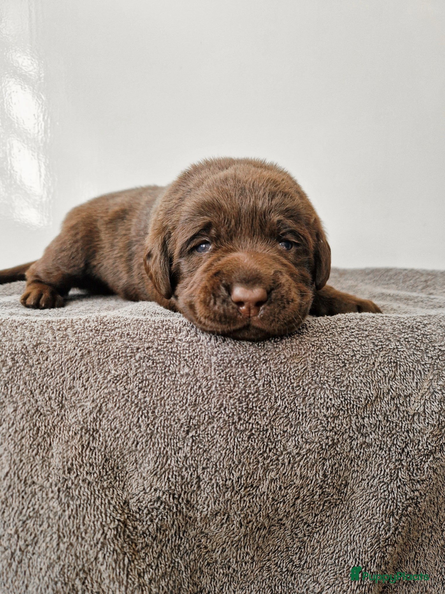 Labrador Retriever honden Nog 1 bruine labrador reu met stamboom beschikbaar - Advertentie 6