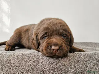 Labrador Retriever honden Nog 1 bruine labrador reu met stamboom beschikbaar - Advertentie 6