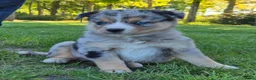Kruising honden te koop: Mini australian shepherd pup - Advertentie 1