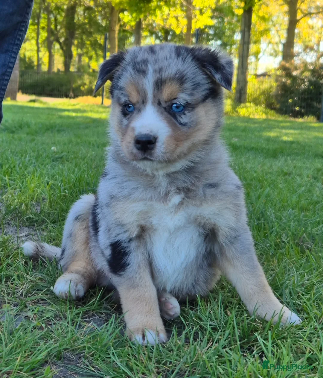 Kruising honden te koop: Mini australian shepherd pup - Advertentie 1