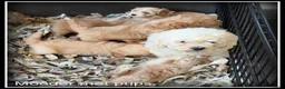 Maltipoo honden te koop: Maltipoo F1b pups - Advertentie 4
