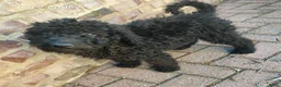 Labradoodle honden te koop: 3 prachtige zwarte f4 labradoodle pups - Advertentie 9