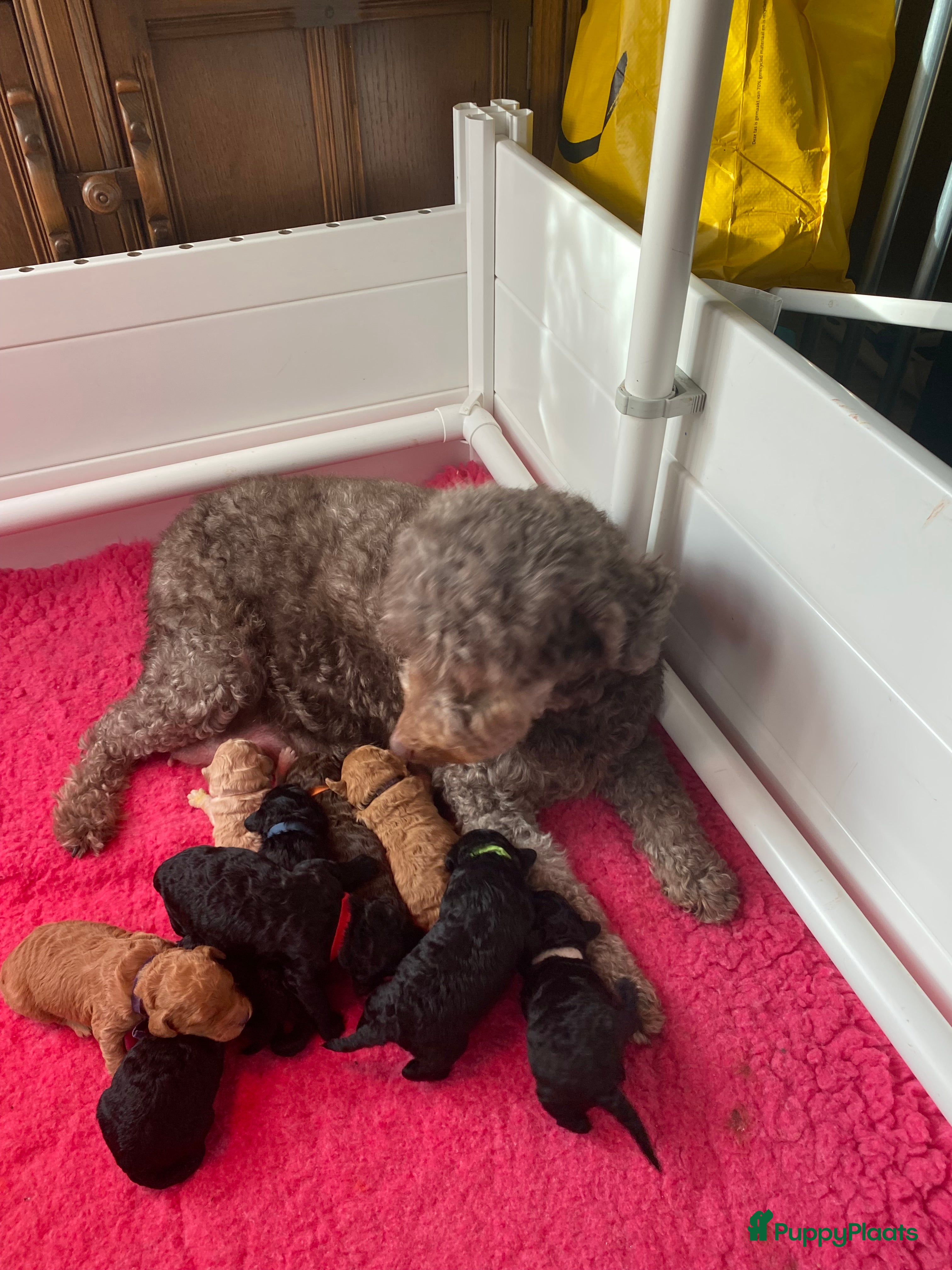 Labradoodle honden Prachtige labradooles puppy’s  - Advertentie 2