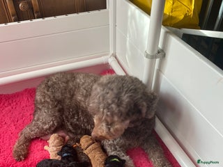 Labradoodle honden Prachtige labradooles puppy’s - Advertentie 2