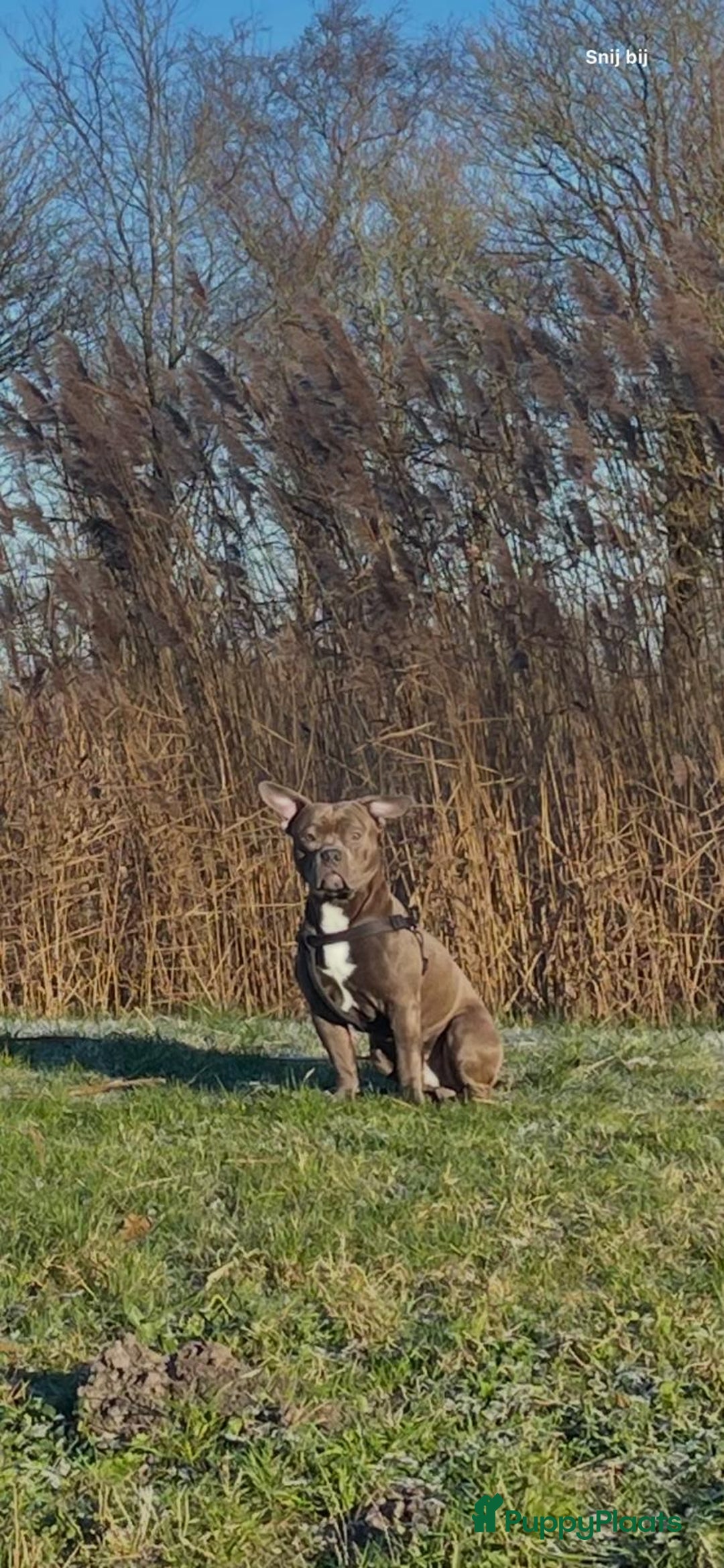 Kruising honden te koop: Jonge, goed opgevoede reu – Amstaff x Pocket Bully - Advertentie 1
