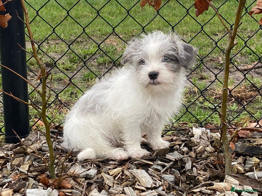 Boomer honden te koop: Boomer reutje  - Advertentie 2