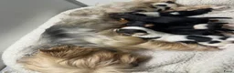 Yorkshire Terriër honden te koop: Yorkshire pups classic en biewer - Advertentie 33