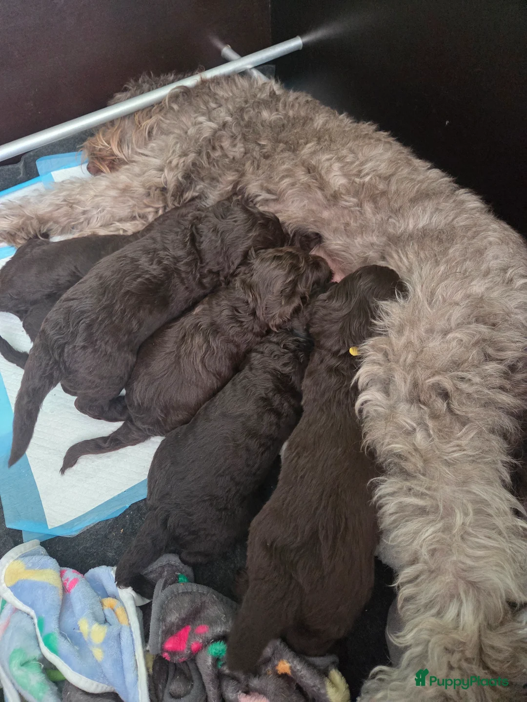 Labradoodle honden te koop: Nog 3 reutjes zoeken een huis - Advertentie 2