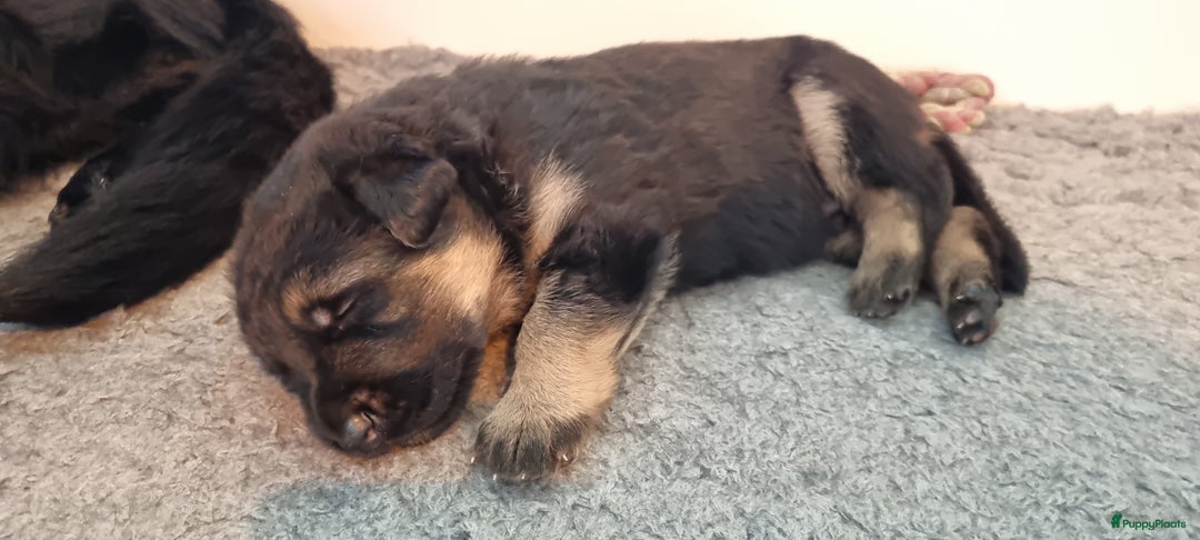 Duitse Herder honden te koop: Prachtige reu te koop - Advertentie 5