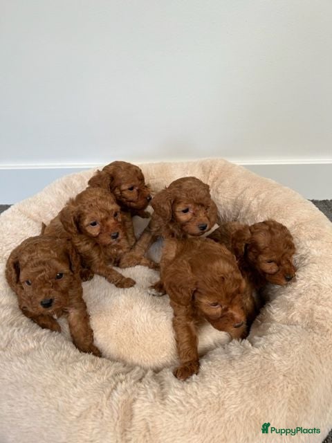 Poedel Toy honden Vrolijke rode Toy Poedel pups. - Advertentie 6