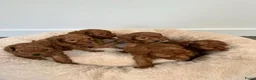 Poedel Toy honden te koop: Vrolijke rode Toy Poedel pups. - Advertentie 1
