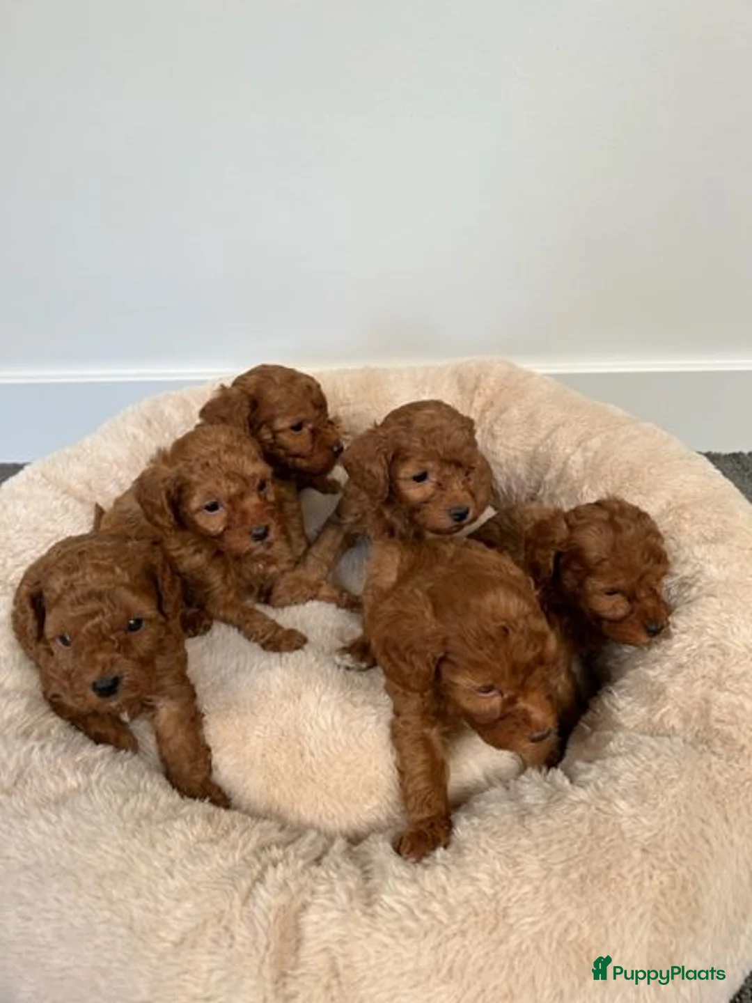 Poedel Toy honden te koop: Vrolijke rode Toy Poedel pups. - Advertentie 1