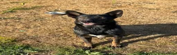 Mechelse Herder honden te koop: Mechelse Herders.Reu en Teef .. 3 jaar - Advertentie 4