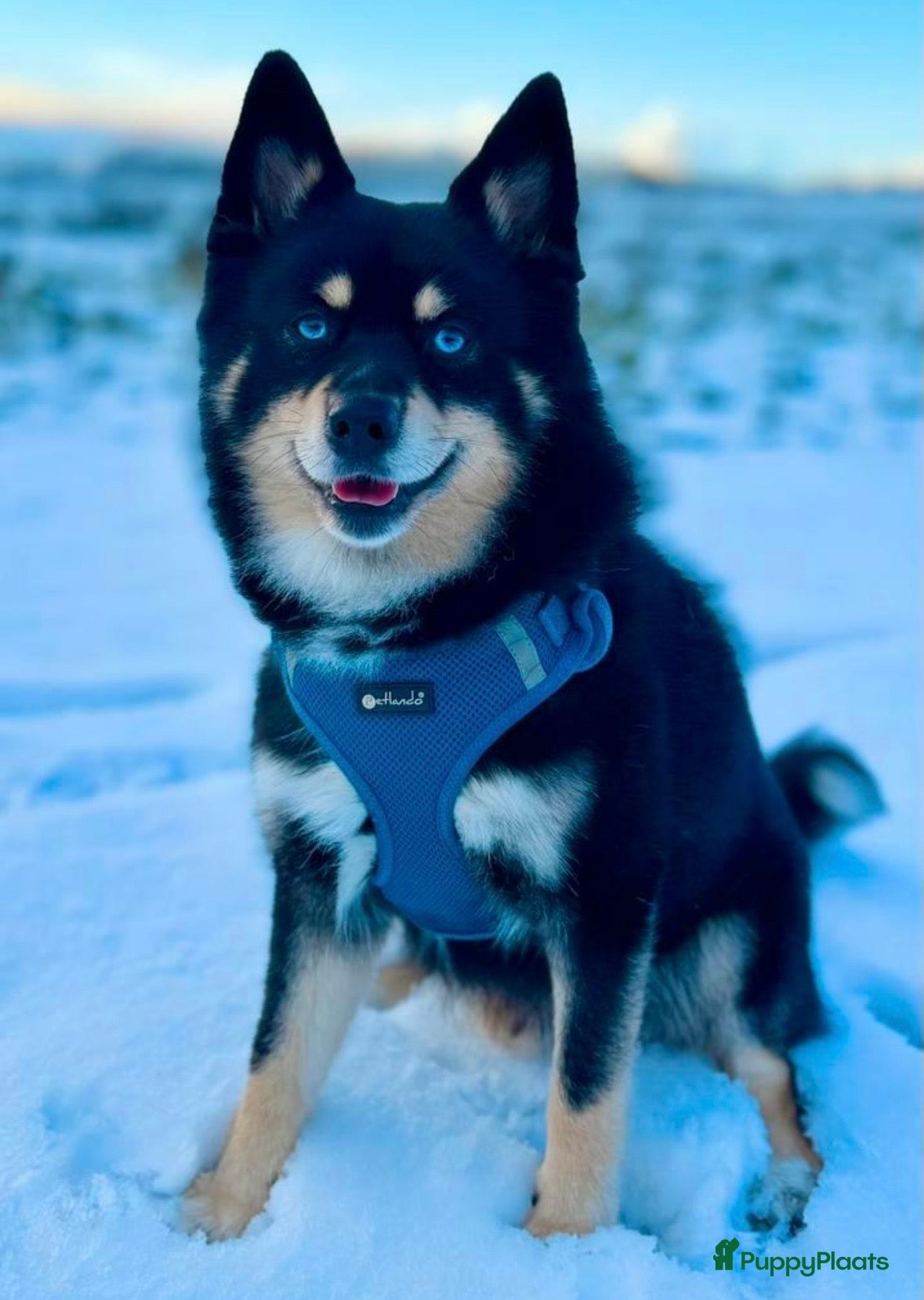 Pomsky honden te koop: pomsky F1 puppy’s mogen het nest verlaten in Geertruidenberg - Advertentie 5