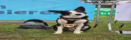 Kruising honden ter dekking: Sportieve reu zoekt passende teef in Zoetermeer - Advertentie 2