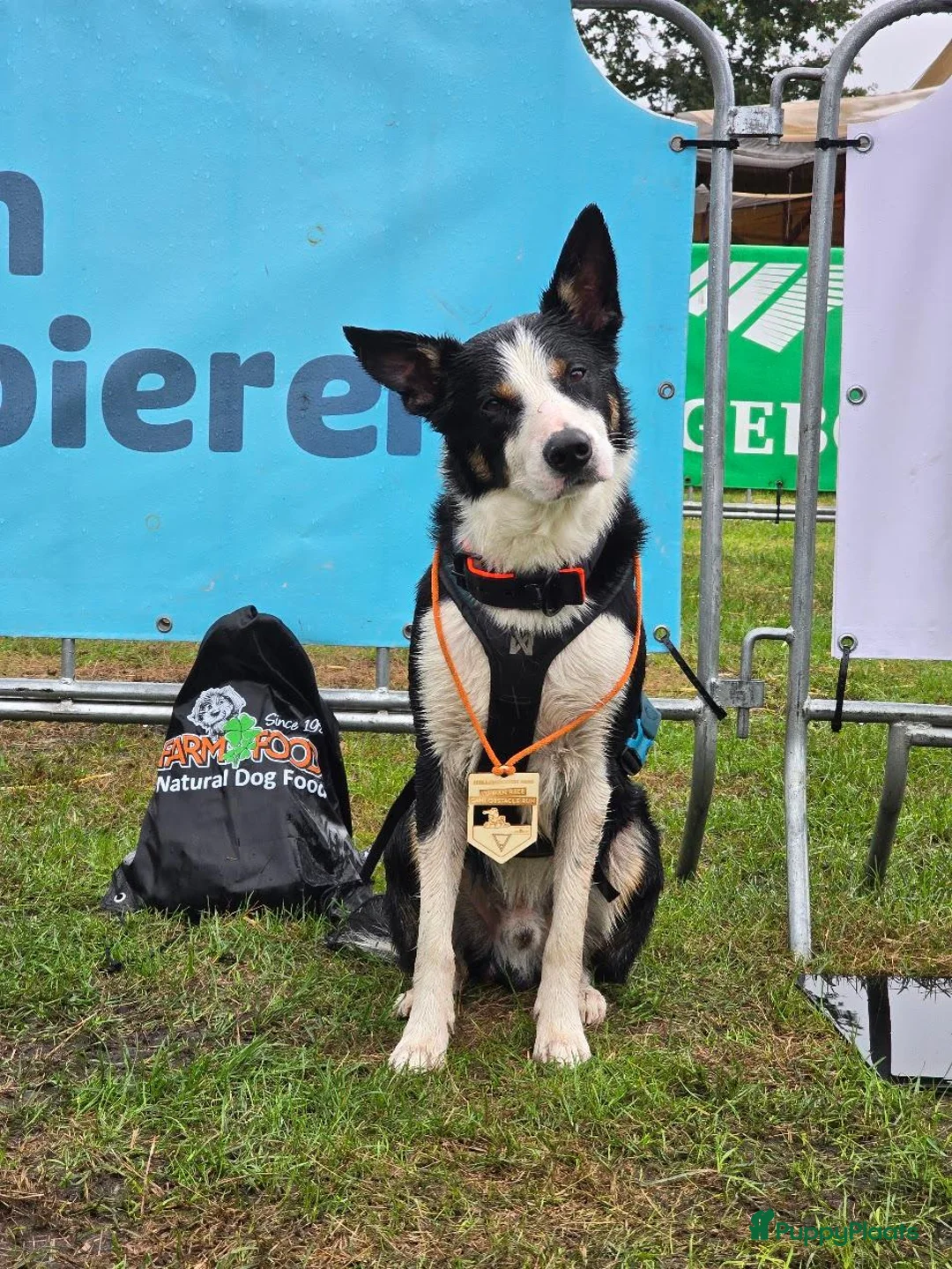 Kruising honden ter dekking: Sportieve reu zoekt passende teef in Zoetermeer - Advertentie 2