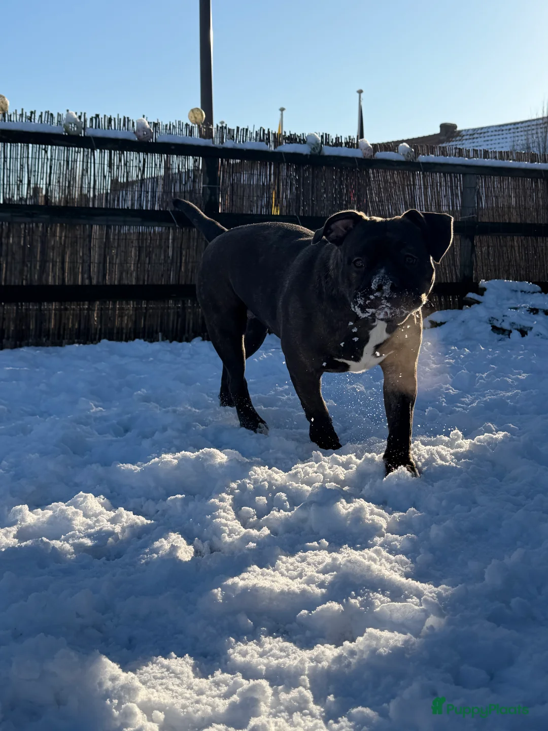 Amerikaanse Bully honden ter dekking: American Bully in Zundert - Advertentie 4