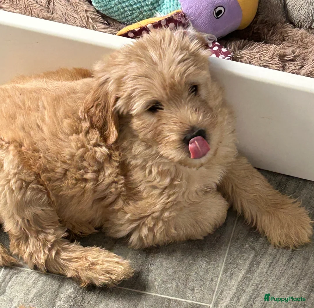 Australian Labradoodle honden te koop: Een Australian Labradoodle pup beschikbaar - Advertentie 1