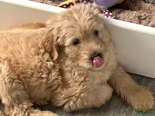 Australian Labradoodle honden te koop: Een Australian Labradoodle pup beschikbaar - Advertentie 2