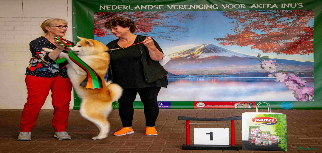 Galerij afbeelding {{count}}