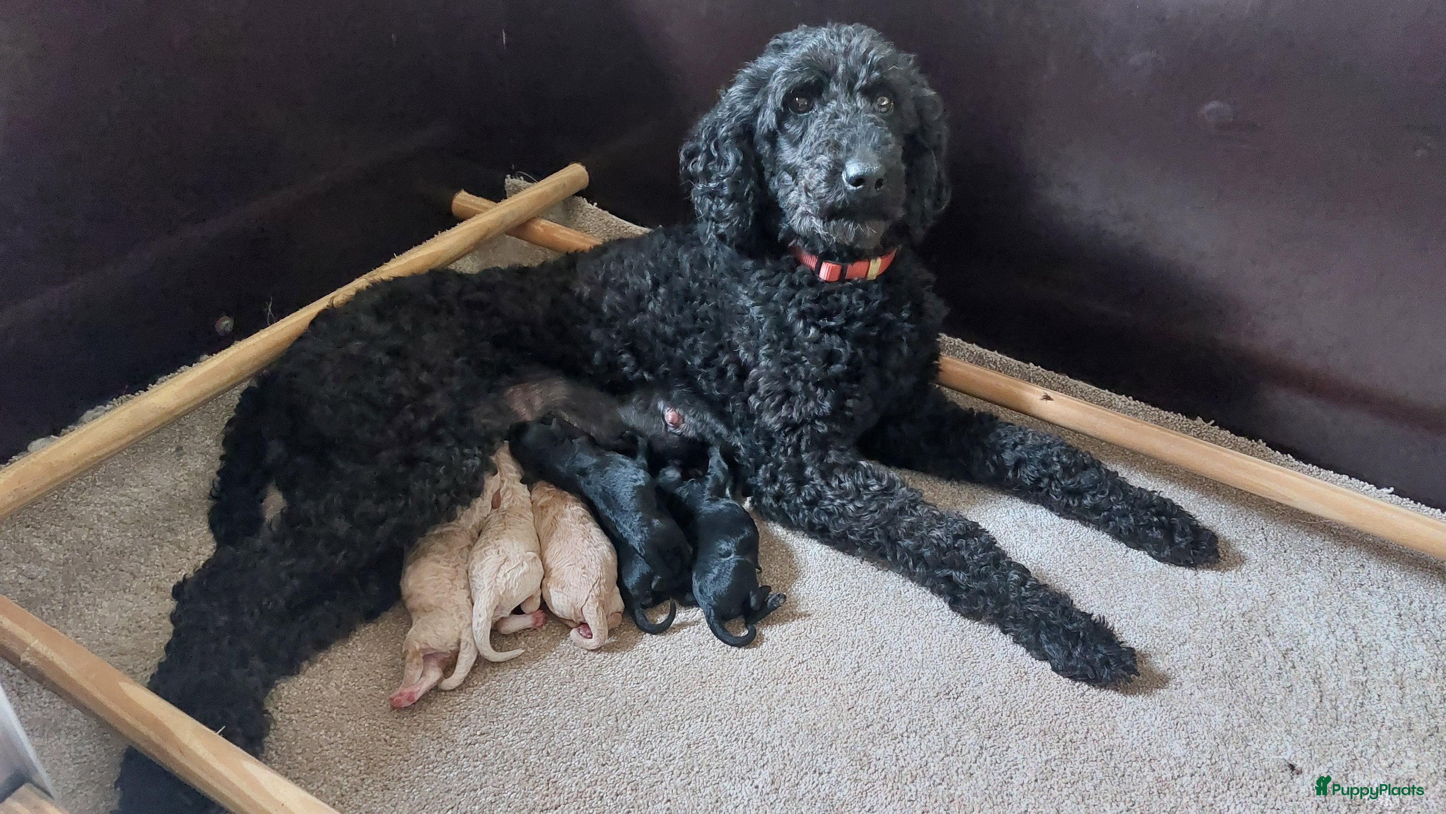Labradoodle honden Nog 2 knappe labradoodles  - Advertentie 2