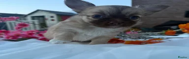 Chihuahua Puppy 2