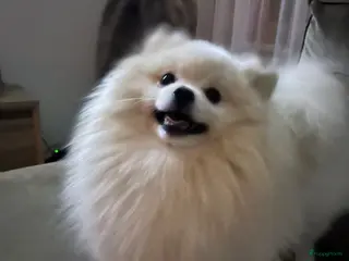 Pomeriaan honden Mooi dekreu pomeriaan - Advertentie 2