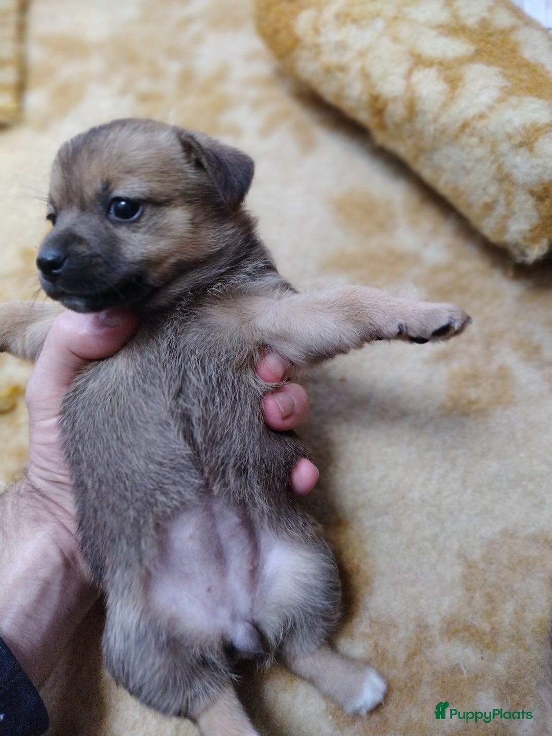 Kruising honden te koop: Jack Russell terriër kruising met pomeriaan reu in Eemnes - Afbeelding 3