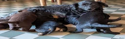 Kruising honden te koop: Kr .engelsecockerspaniel pups  - Advertentie 1
